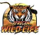 African Wild Life – SCR888 H5